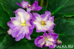 Hawaiian Pearl
