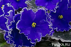 К-Небесная Синь, детка