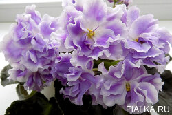 Hawaiian Cloud стартер
