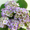 Optimara LooXo Delightful, крупная детка 