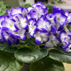 Optimara LooXo Gorgeous, крупная детка
