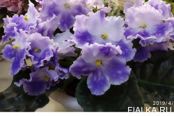 Cajun's Ethereal Fairy