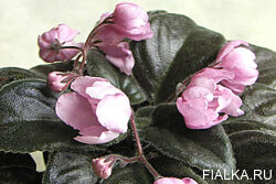Pink Tulip