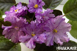ЛЕ-Оля, стартер