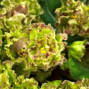 Allegro Pink Pistachio