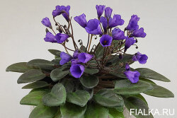 Vallarta Campanas Morados, мини