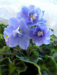 Kingwood Blue 