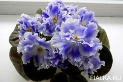 ЕК-Лучистая Акварель детка