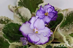 ПТ-Амурская Сирень
