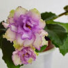 Morgan’s Drifter’s Rose