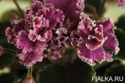 Jolly Frills