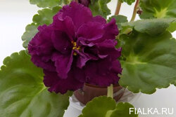 Harmony's Frilly Girl, стартер