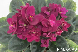 Celina Red Jewel (H.Pittman)