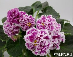 ПТ-Катерина