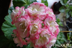 Пеларгония Apple Blossom Rosebud